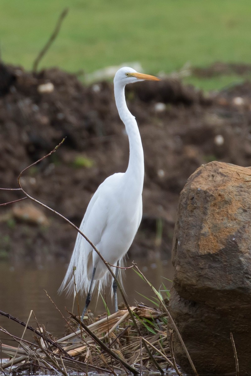 Great Egret - ML615415396