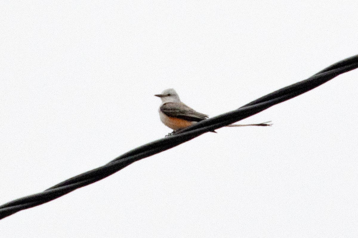 Scissor-tailed Flycatcher - ML615415402