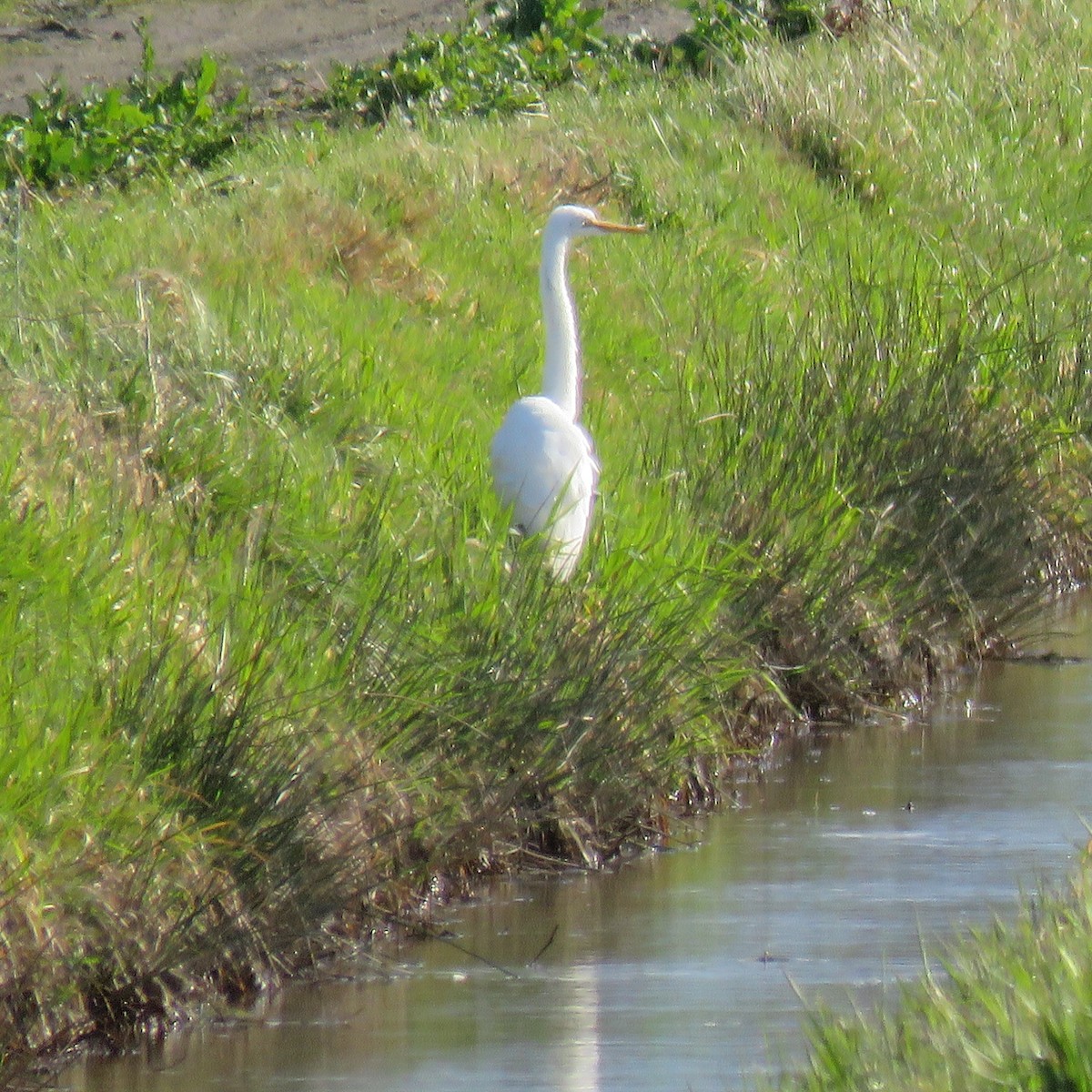 Great Egret - ML615415416