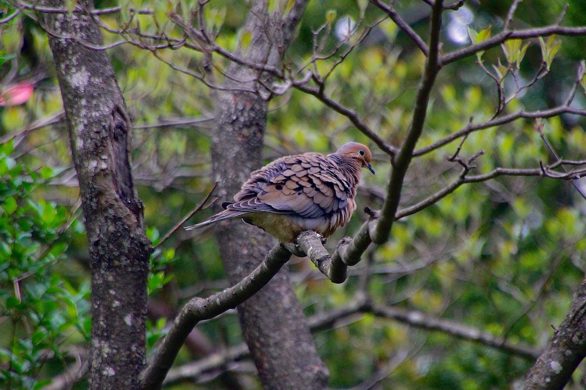 Mourning Dove - ML615415420