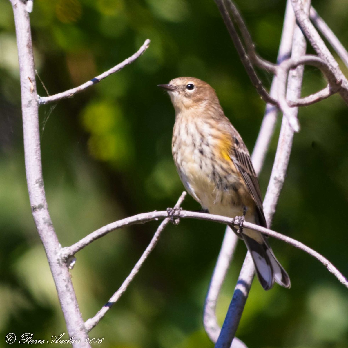 Yellow-rumped Warbler - ML615415434