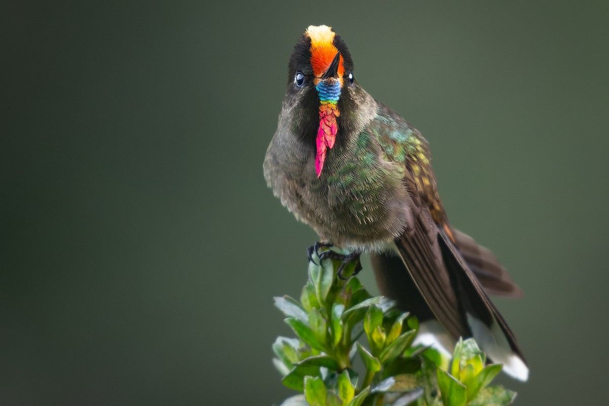 Rainbow-bearded Thornbill - ML615415495