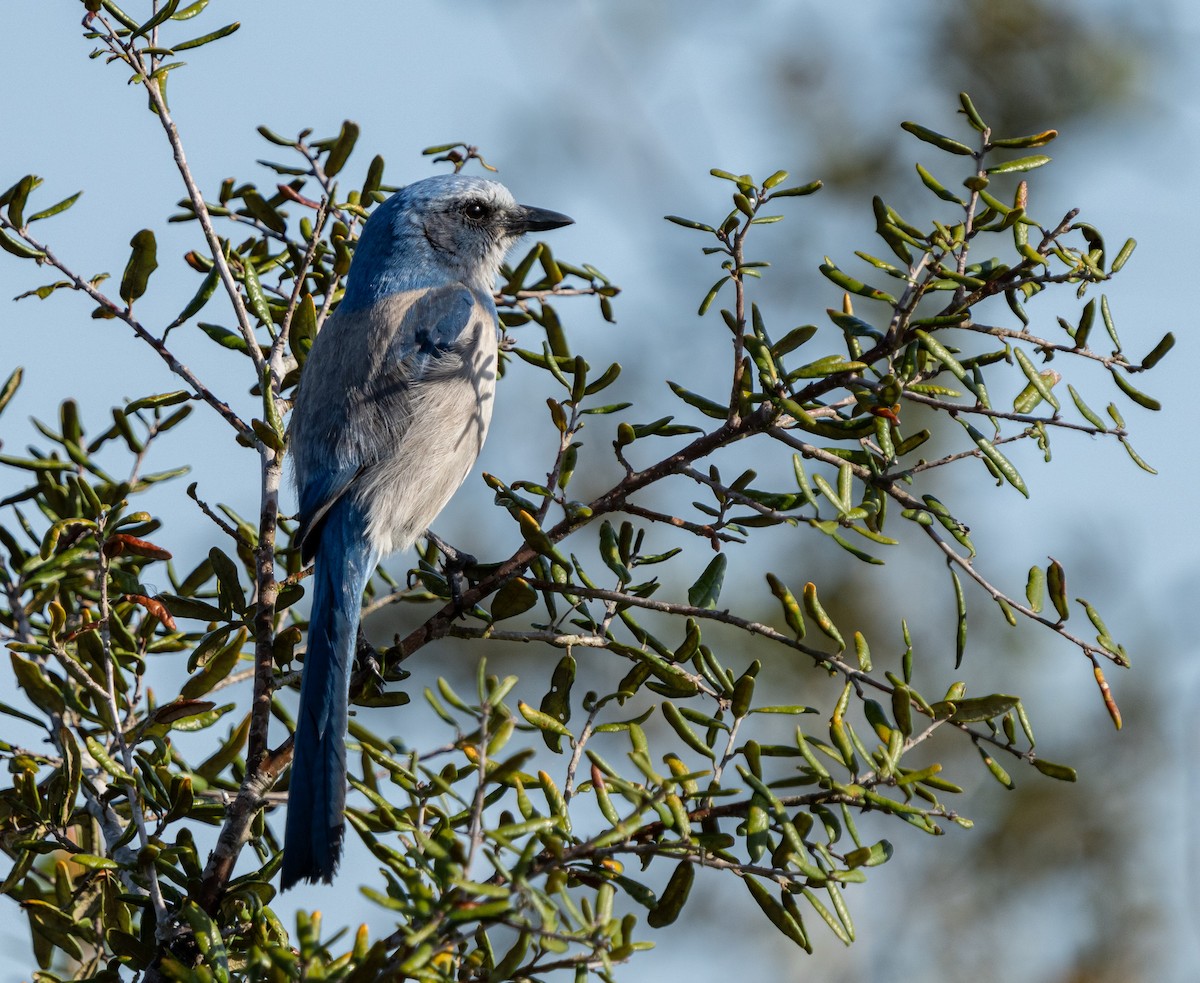 Florida Scrub-Jay - Kevin Couture