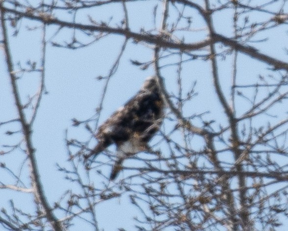 Rough-legged Hawk - ML615415514