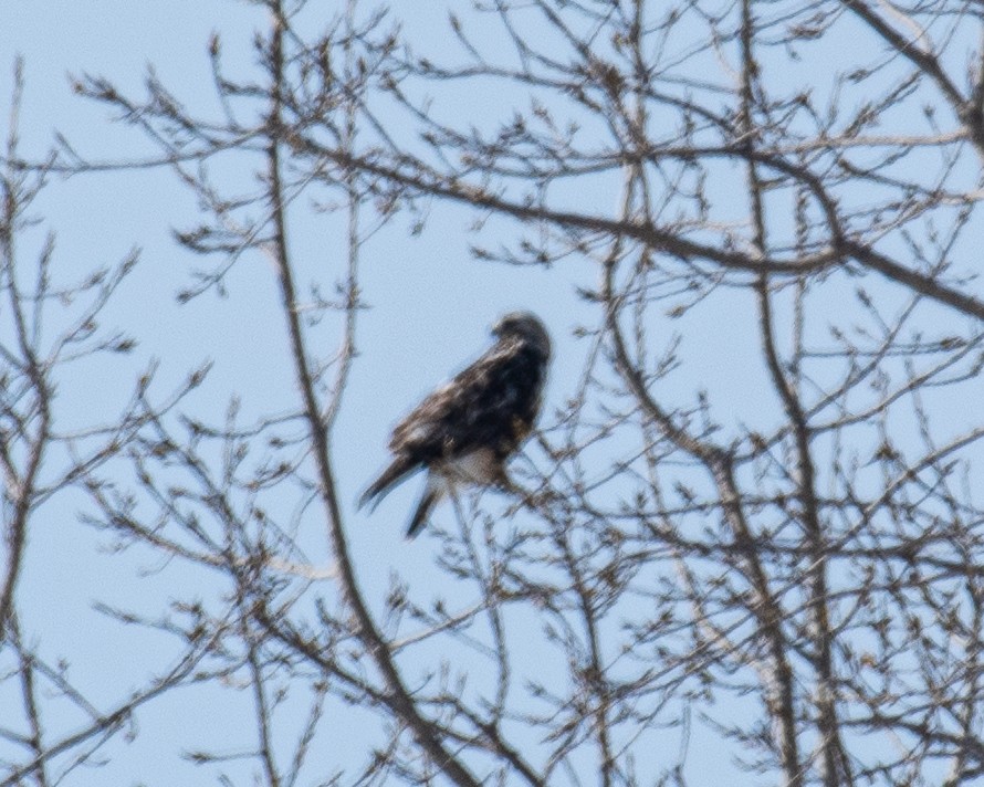 Rough-legged Hawk - ML615415516