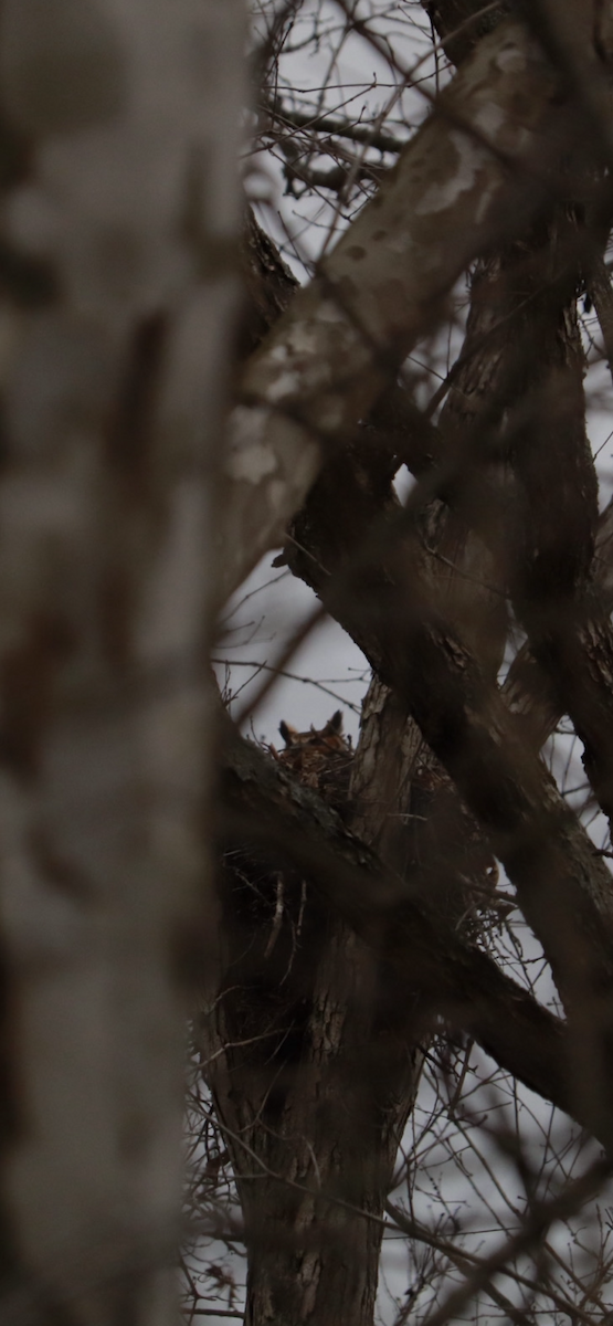 Great Horned Owl - ML615415536