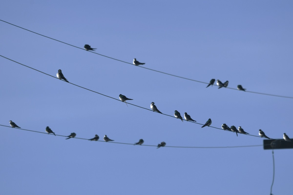 Tree/Violet-green Swallow - jeff  allen