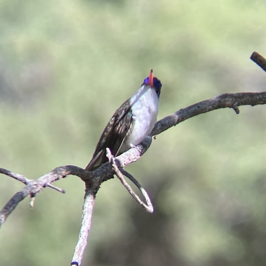 Violet-crowned Hummingbird - ML615415605