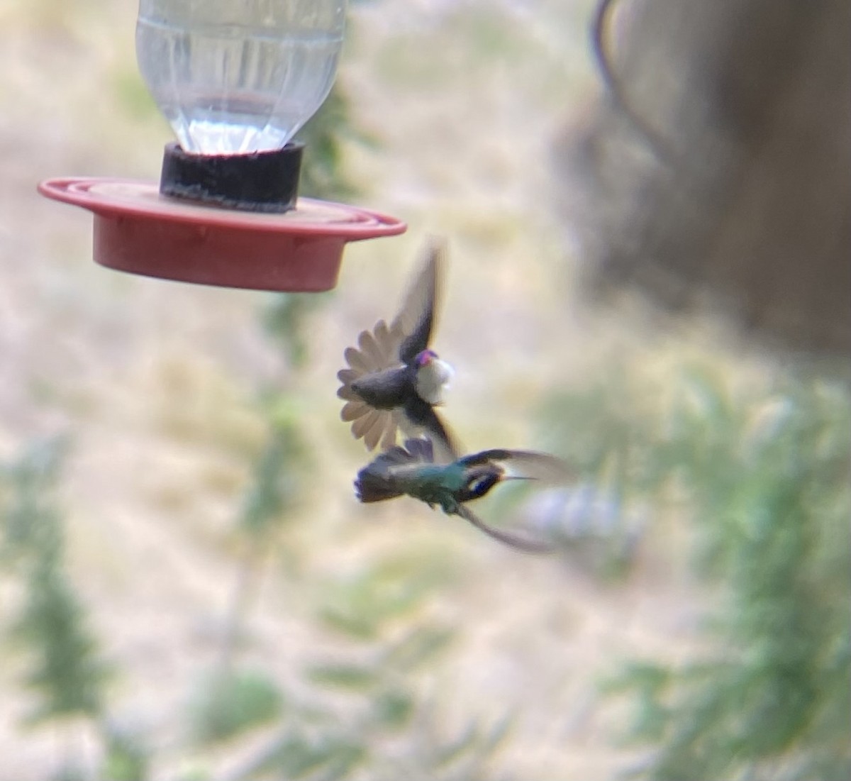 Violet-crowned Hummingbird - ML615415611
