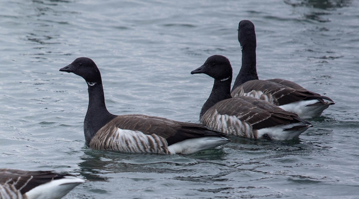 Brant (Atlantic) - ML615415649