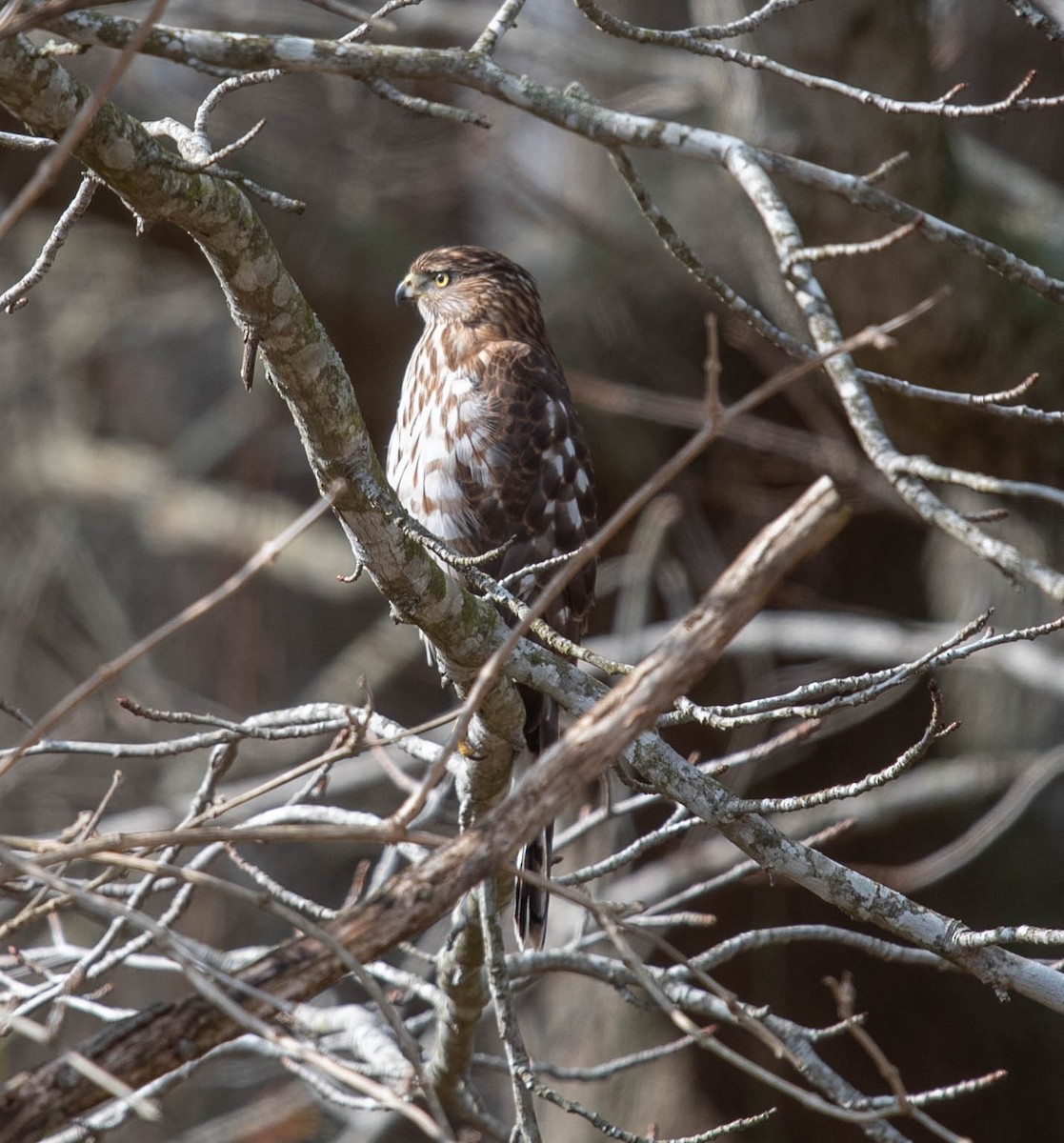 Cooper's Hawk - ML615415682