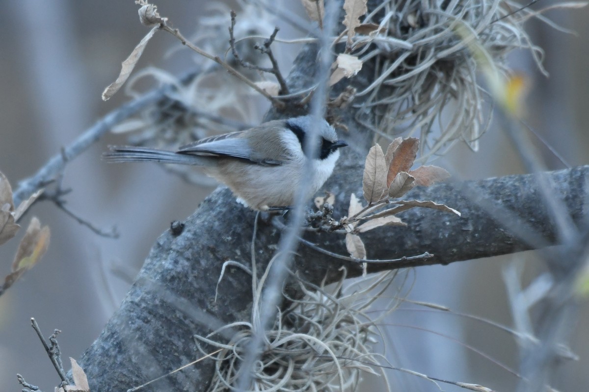 Bushtit (melanotis Group) - ML615415699