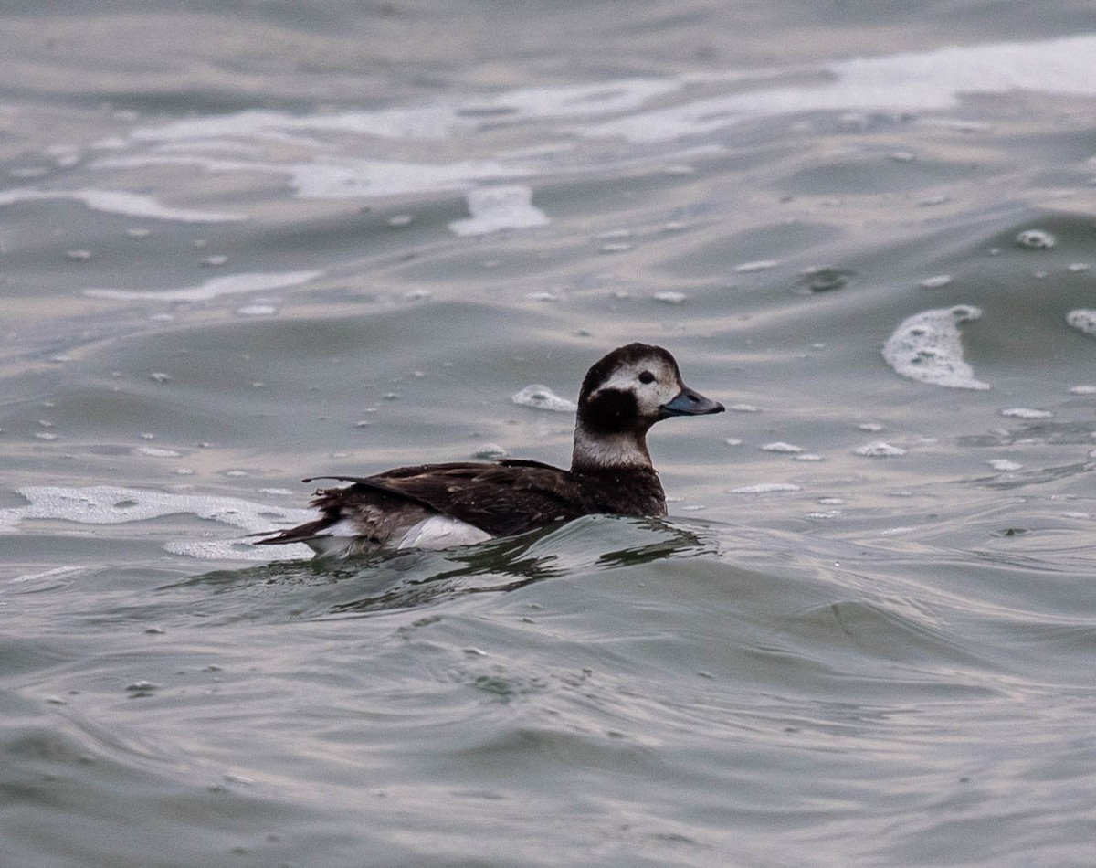 Long-tailed Duck - ML615415703