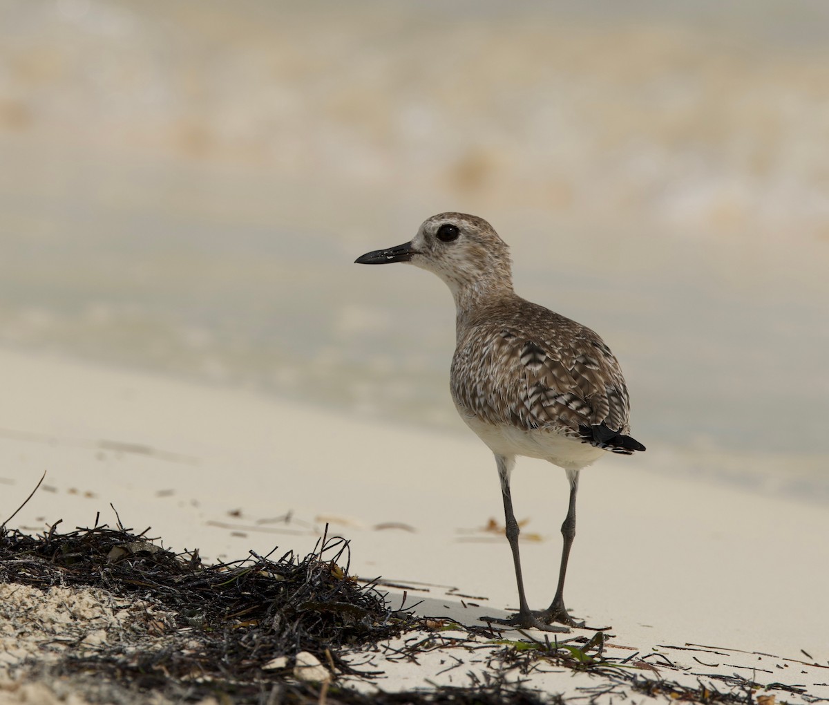 Black-bellied Plover - ML615415760