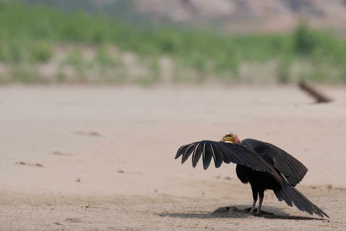 Greater Yellow-headed Vulture - ML615415889