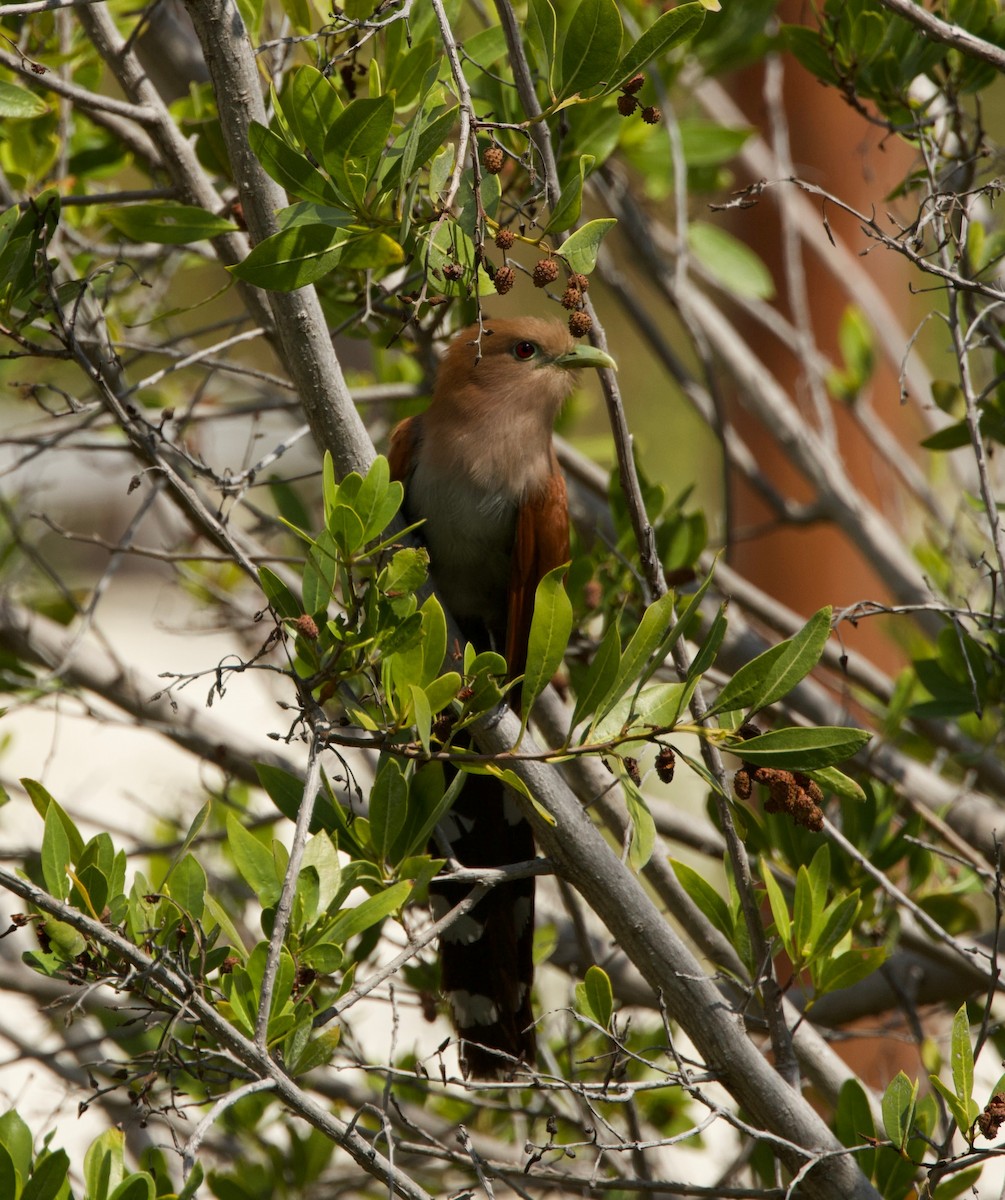 Squirrel Cuckoo - ML615415896