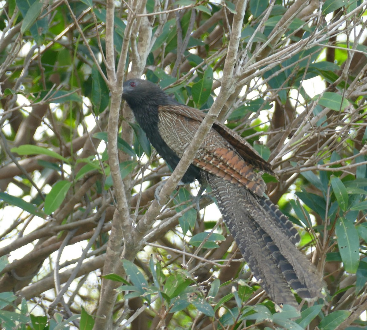 Pheasant Coucal (Pheasant) - ML615415899