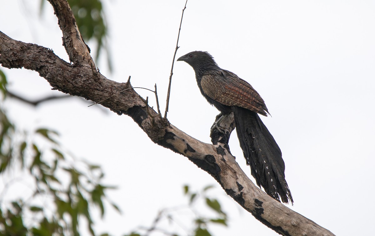 Coucal faisan - ML615415908