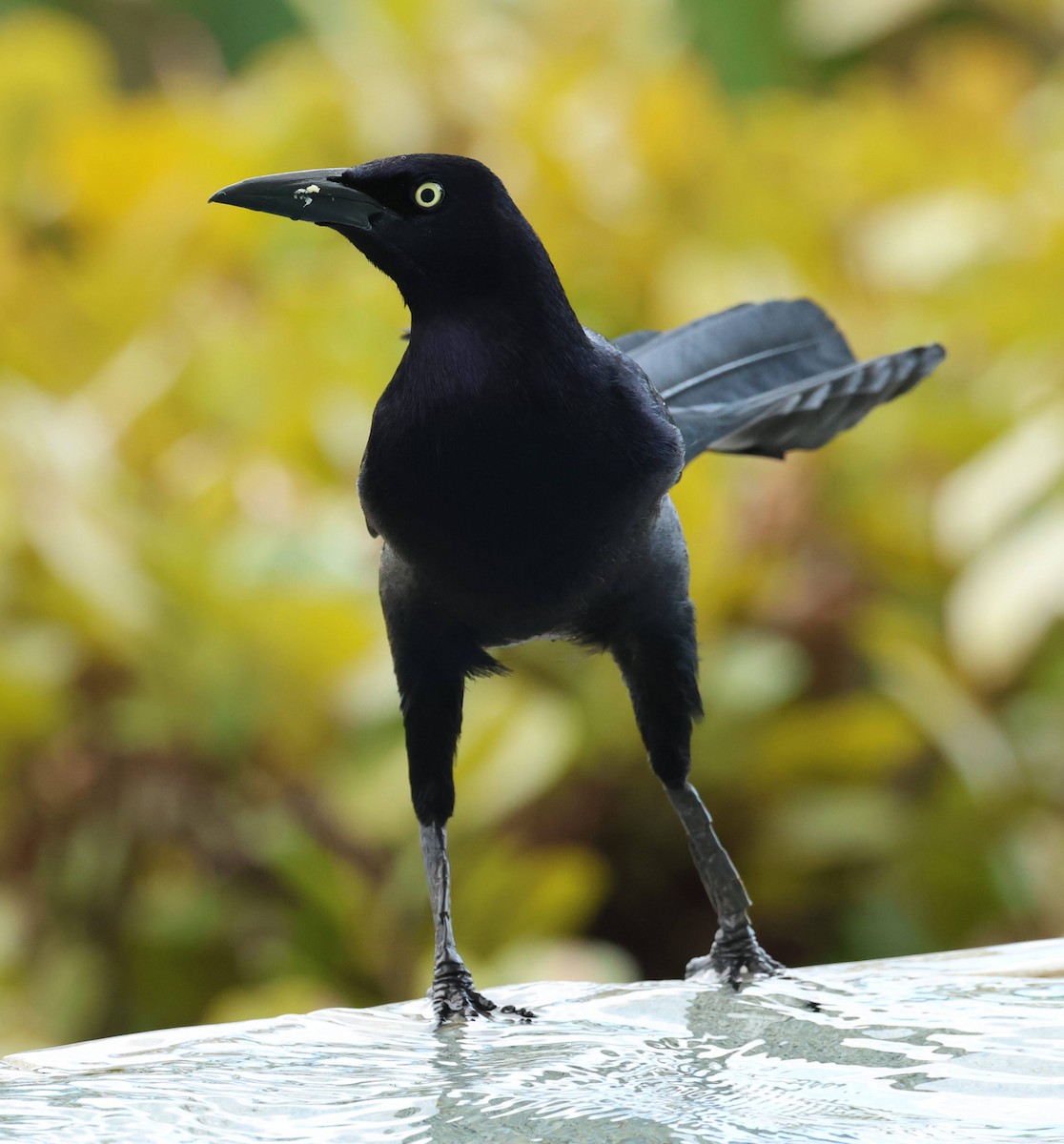 Great-tailed Grackle - ML615415931