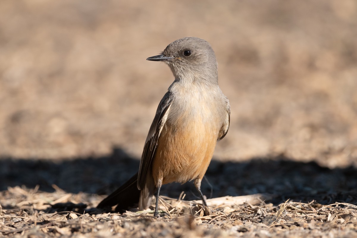 Say's Phoebe - Henrey Deese