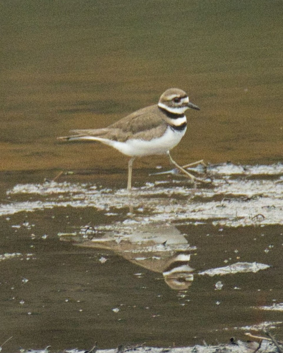 Killdeer - ML615415962