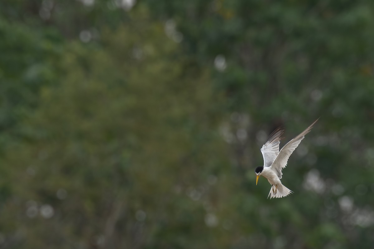 Yellow-billed Tern - ML615416000