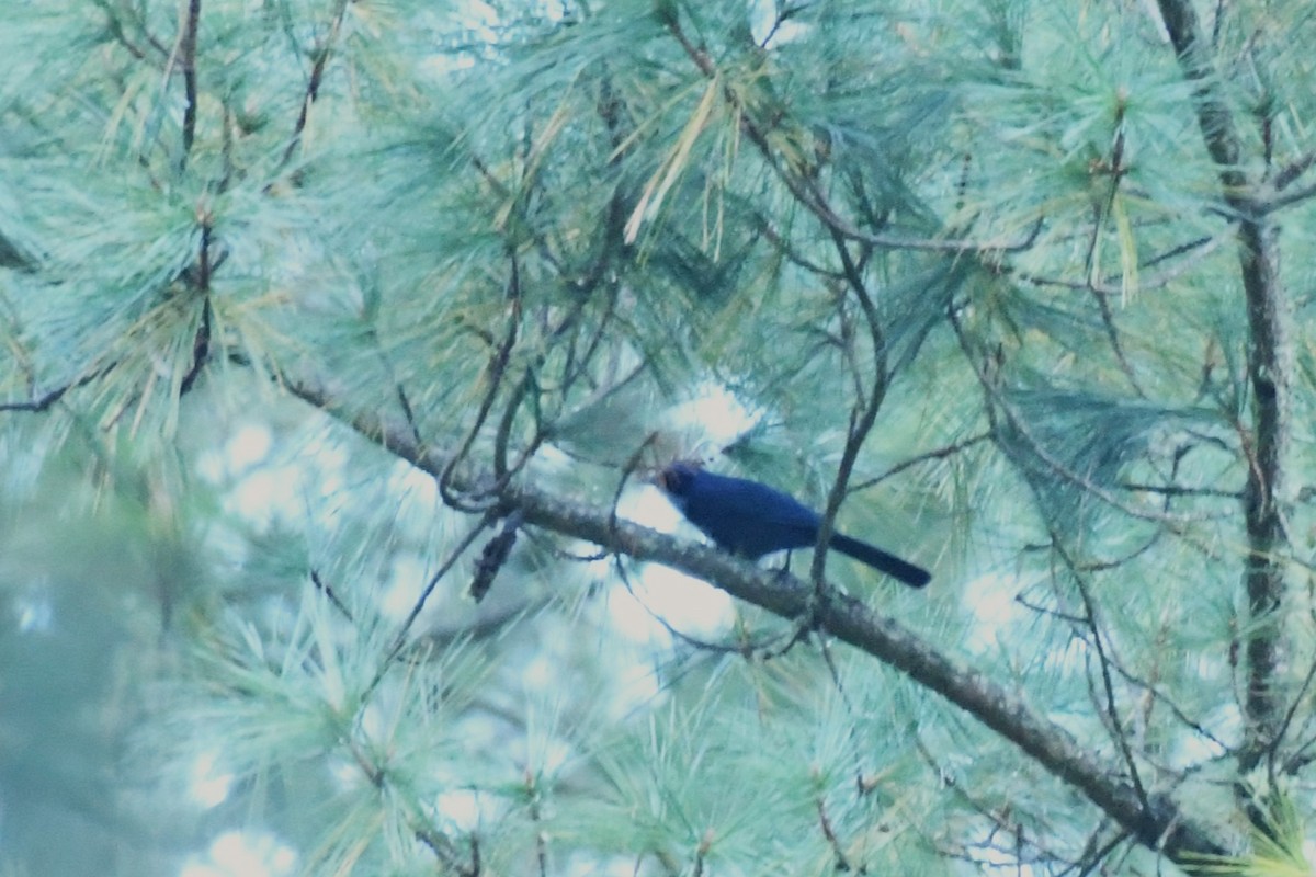 Dwarf Jay - ML615416047