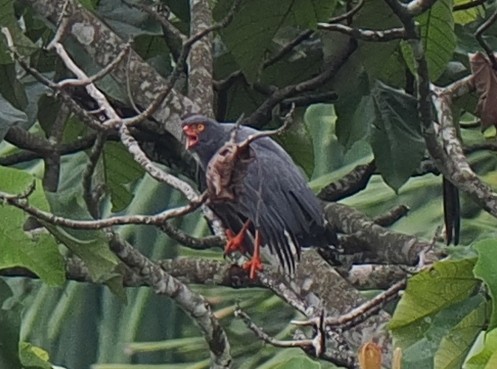 Slender-billed Kite - Ben Jesup