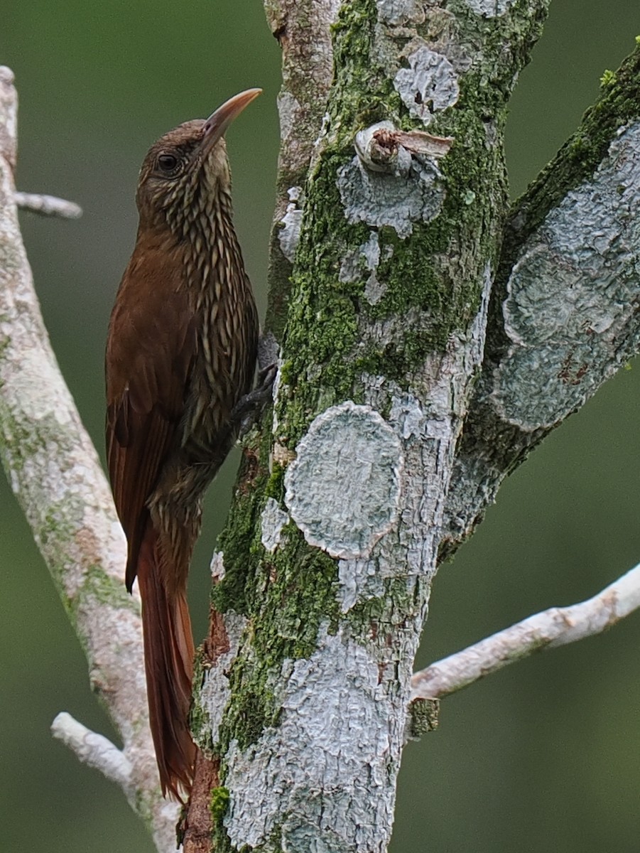 Duida Woodcreeper - ML615416127