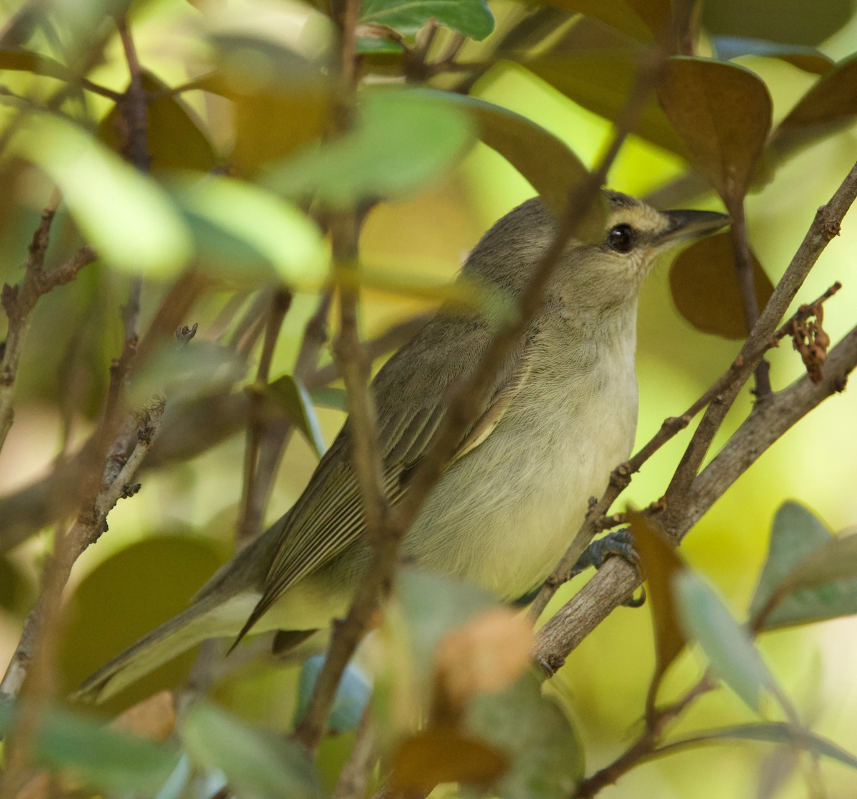 Yucatan Vireo - ML615416150