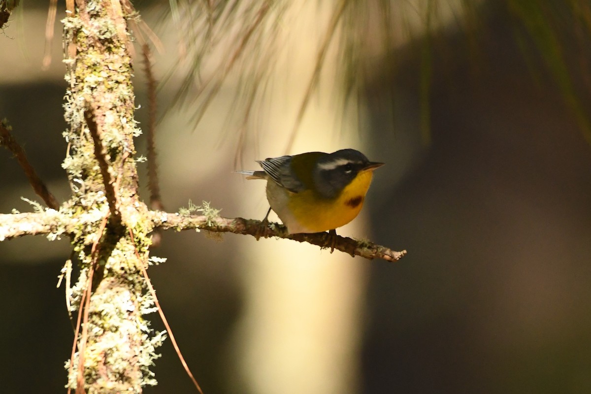 Crescent-chested Warbler - Ethan Gosnell