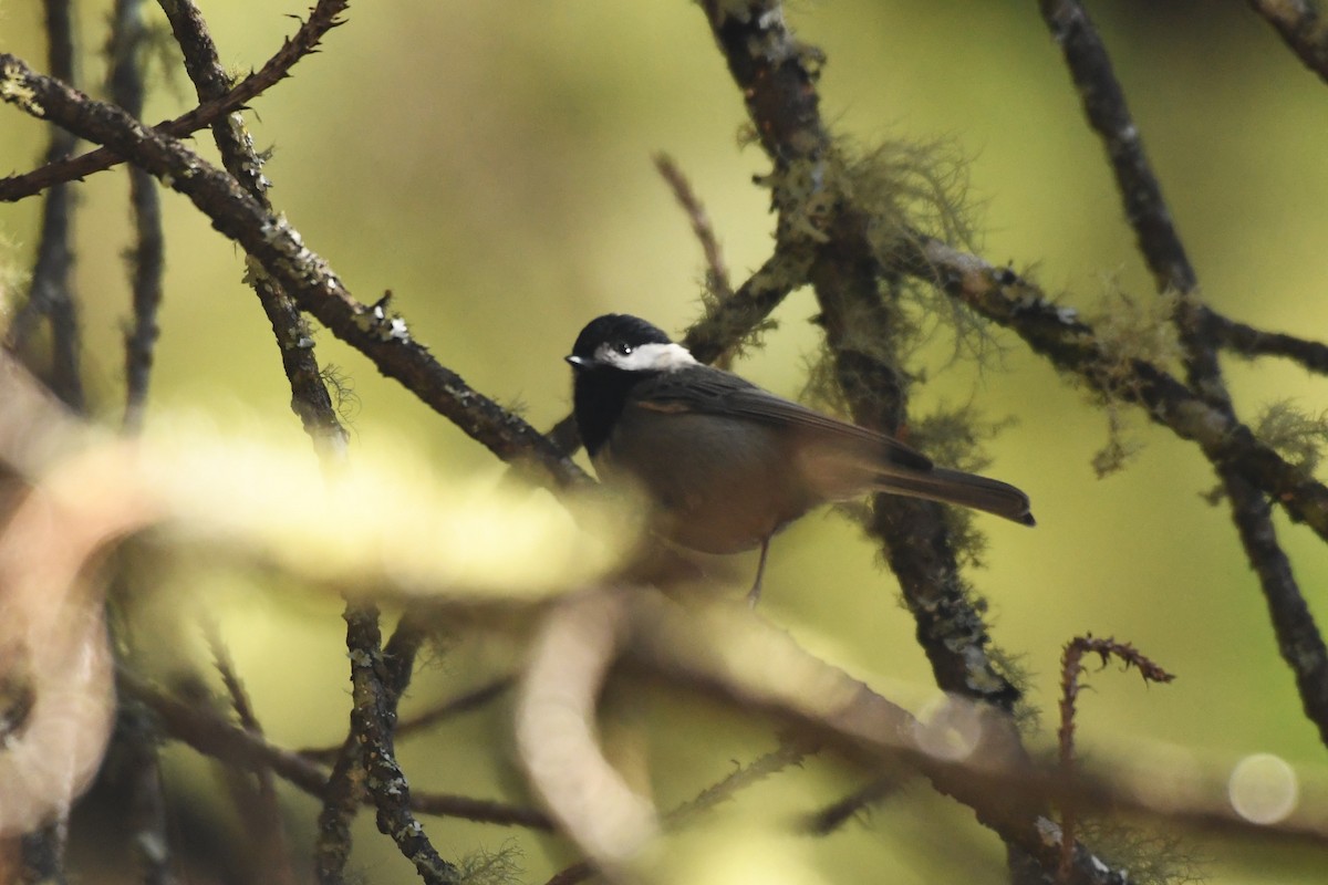 Mexican Chickadee - Ethan Gosnell