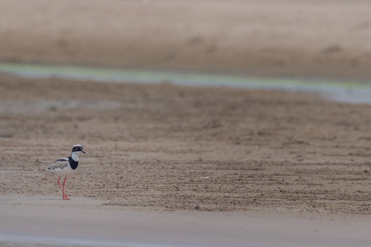 Southern Lapwing - ML615416237