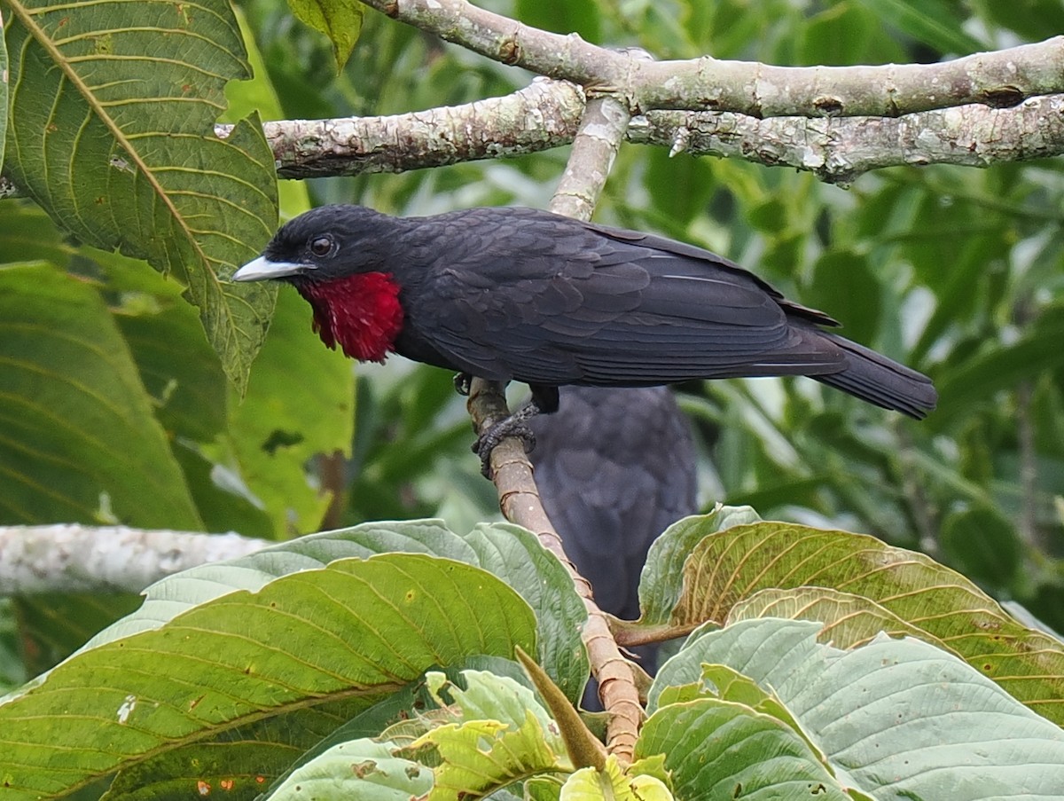 Purple-throated Fruitcrow - ML615416239