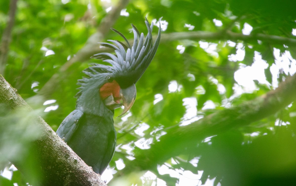 Palm Cockatoo - ML615416264