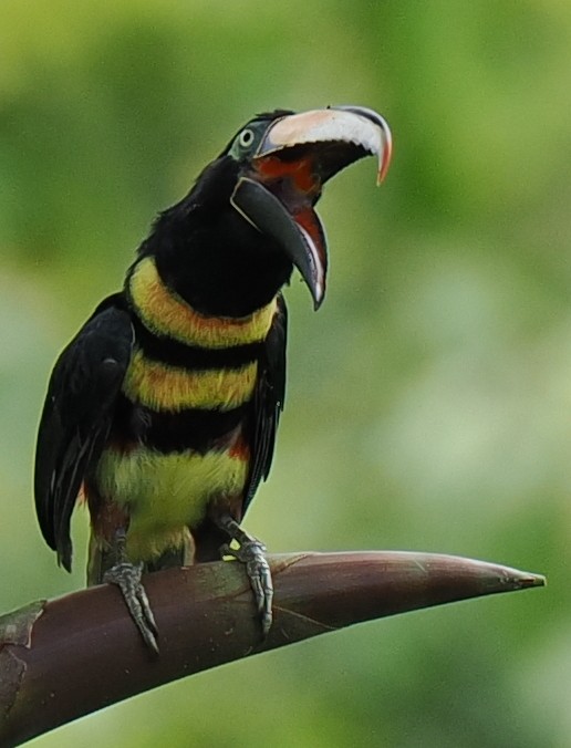 Many-banded Aracari - ML615416265