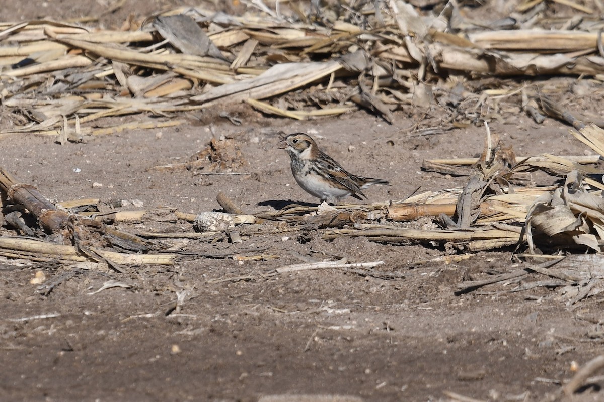 Lapland Longspur - ML615416290