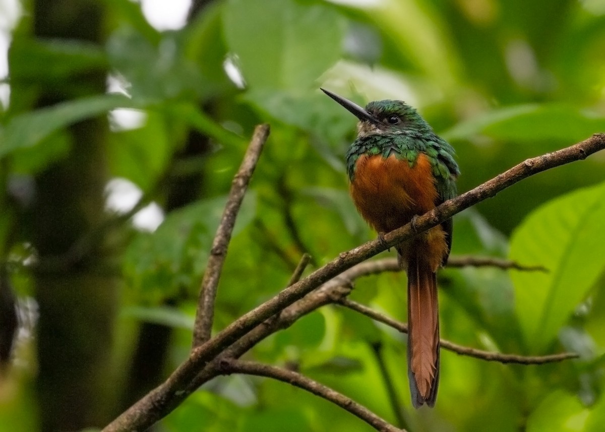 Rotschwanz-Glanzvogel - ML615416333