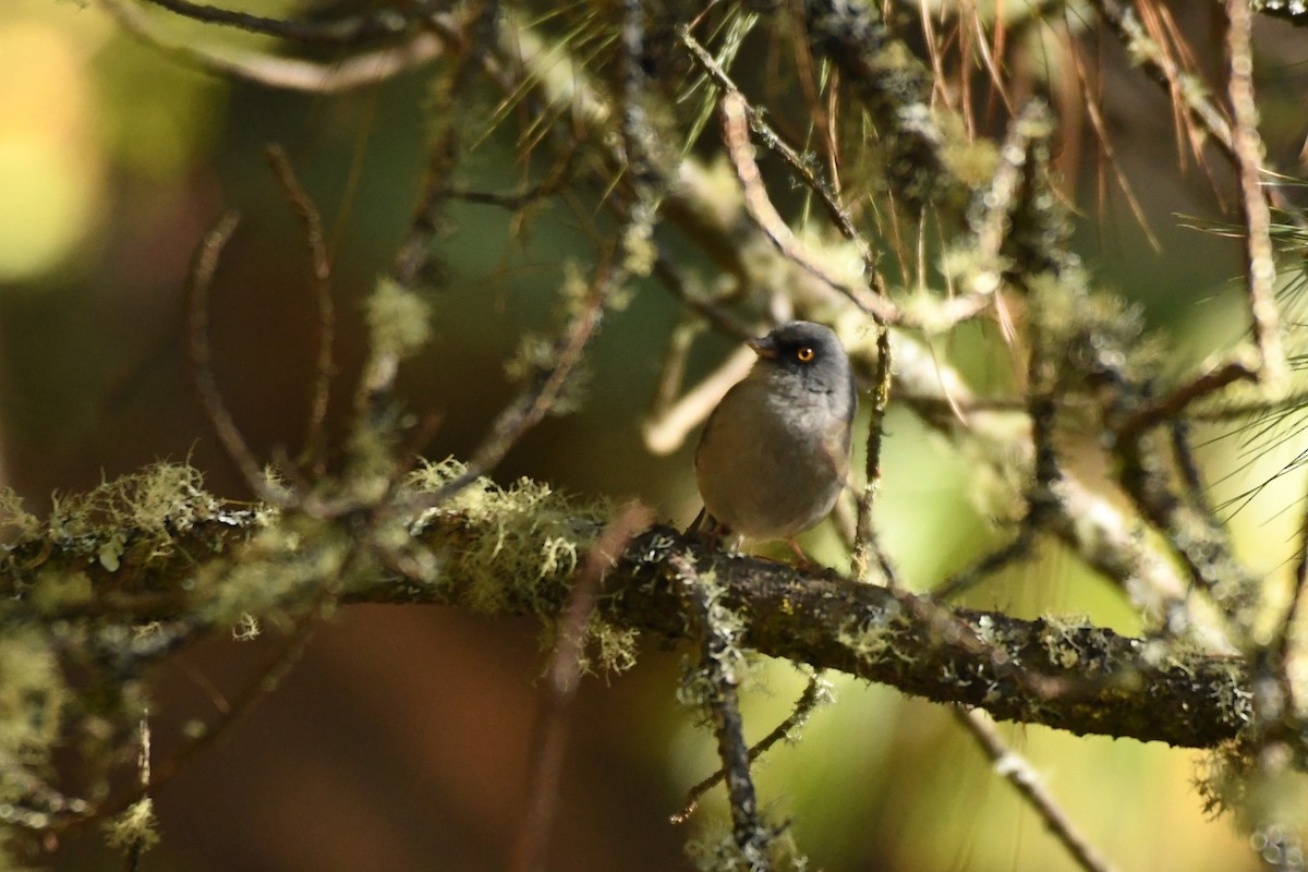 Yellow-eyed Junco (Mexican) - Ethan Gosnell