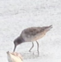 Western Sandpiper - Christoph Benning