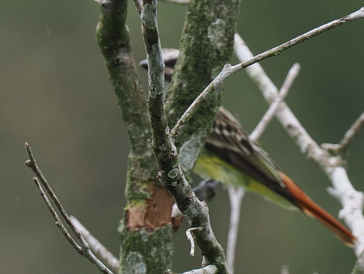 Streaked Flycatcher - ML615416370