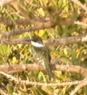 Green Kingfisher - Christoph Benning