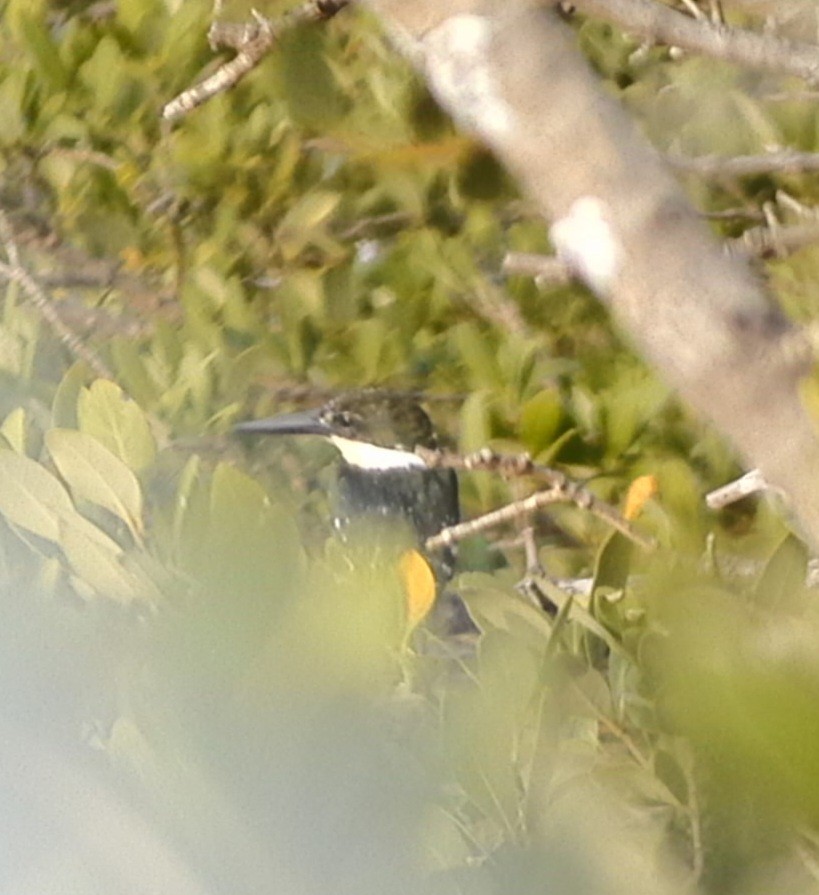 Green Kingfisher - Christoph Benning