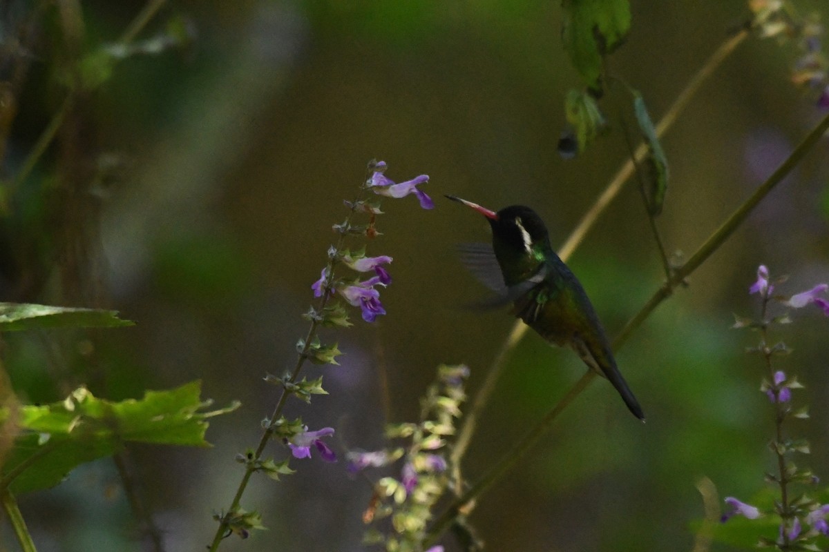 kolibřík bělouchý - ML615416422
