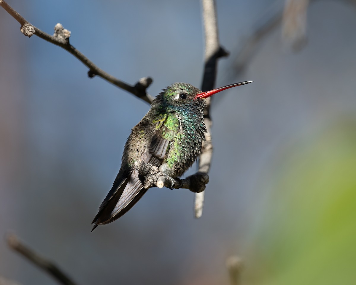 Broad-billed Hummingbird - ML615416432