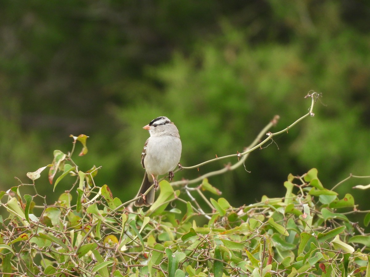 White-crowned Sparrow - ML615416490