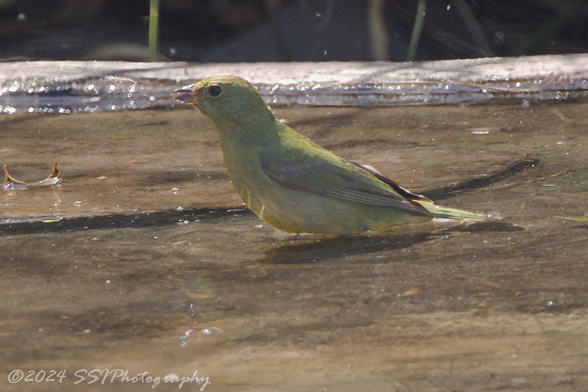 Painted Bunting - ML615416494