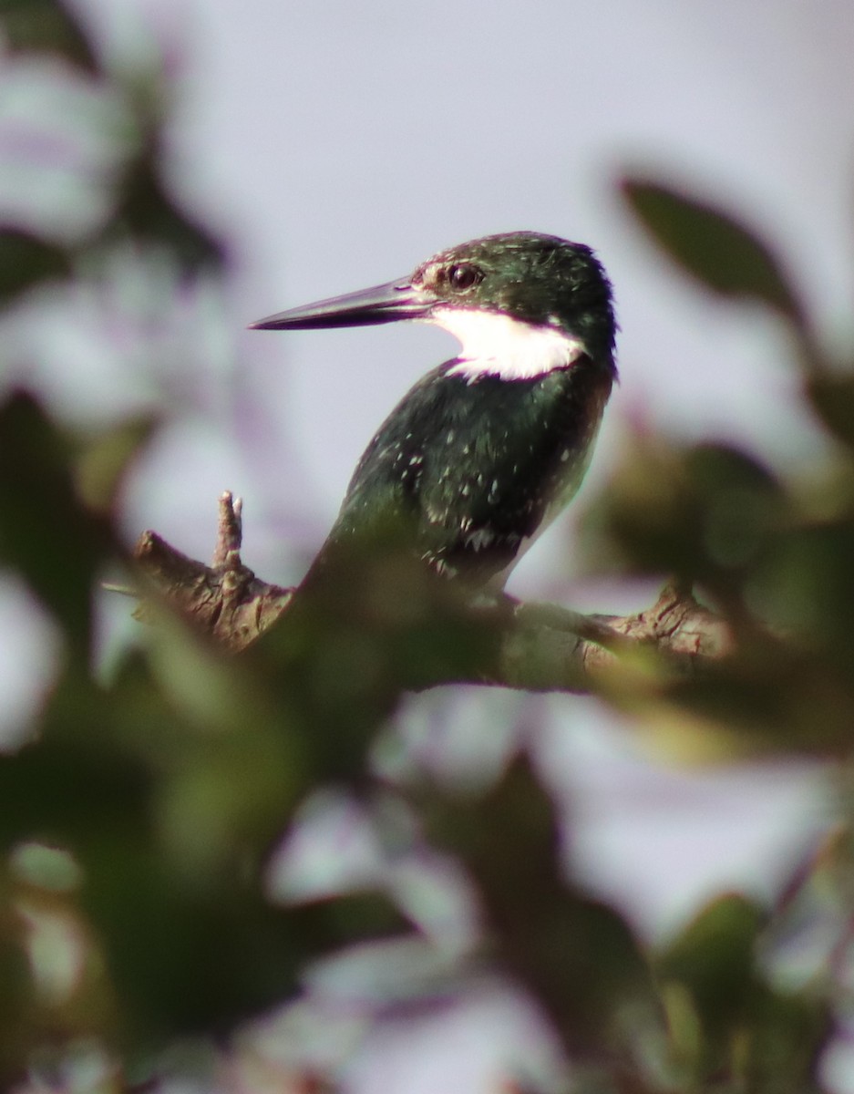 Martin-pêcheur vert - ML615416595