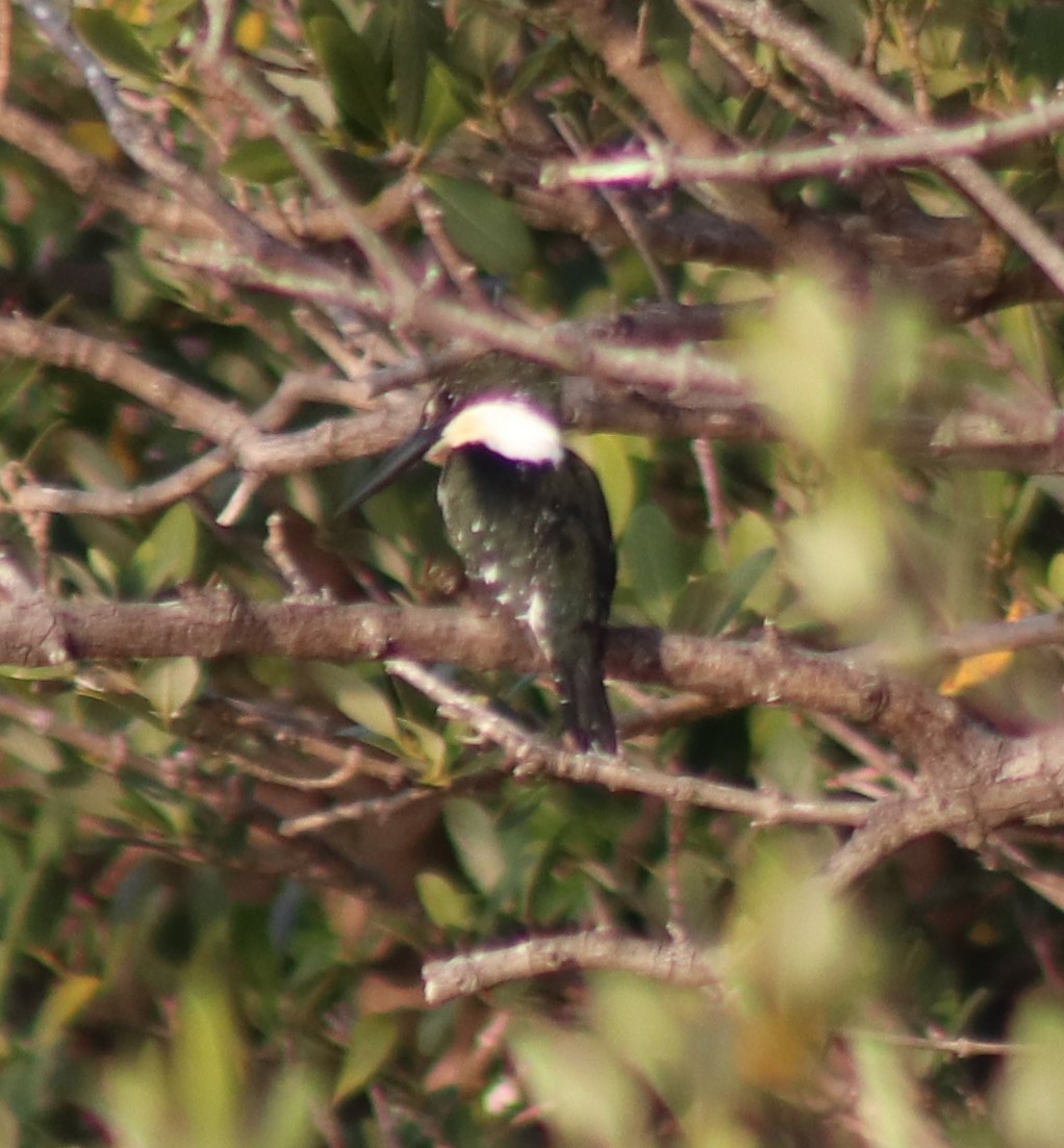 Green Kingfisher - ML615416597