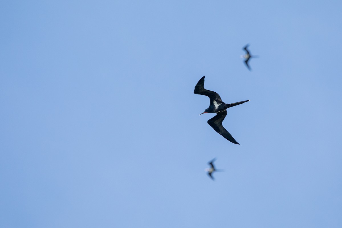 Lesser Frigatebird - Ethan Grills